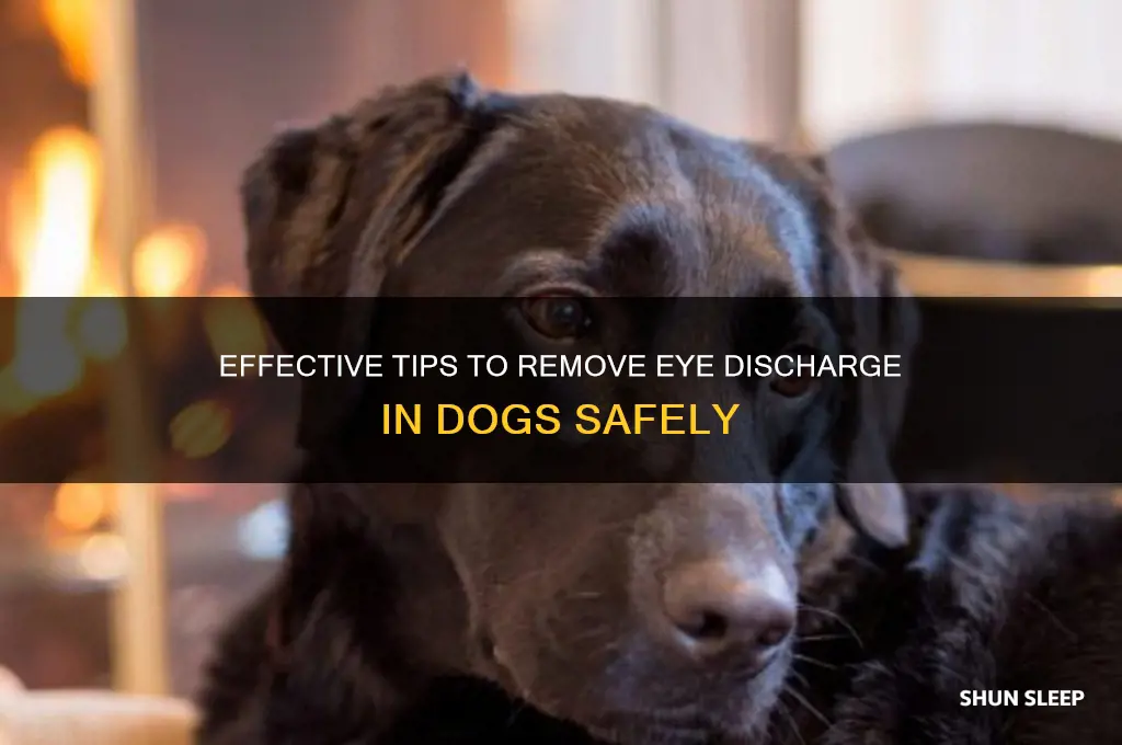 how to get rid of sleep from dog