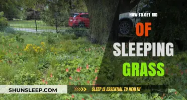 Effective Strategies to Eliminate Dormant Sleeping Grass from Your Lawn