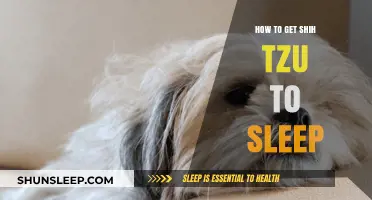 Helping Your Shih Tzu Sleep: Tips for a Peaceful Night's Rest