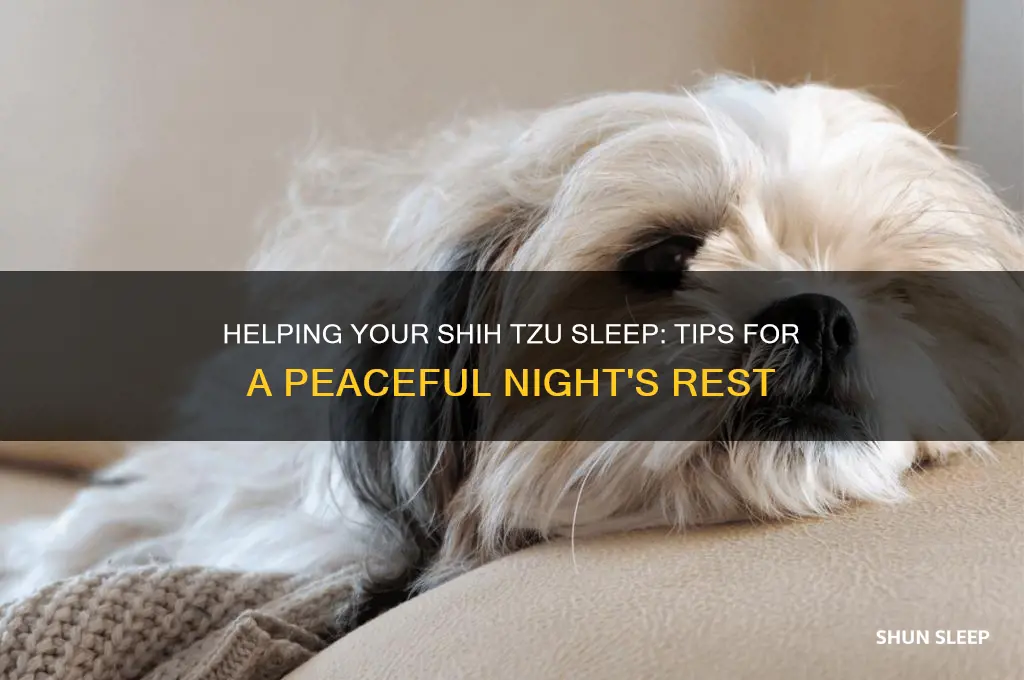 how to get shih tzu to sleep