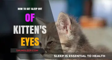 Gentle Tips to Clean Sleep from Your Kitten’s Eyes Safely