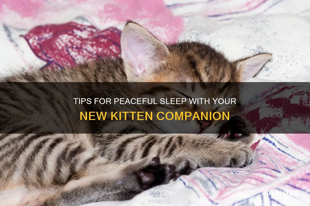 how to get sleep with a new kitten
