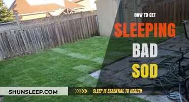 Revive Your Lawn: Effective Tips for Fixing Sleeping Bad Sod