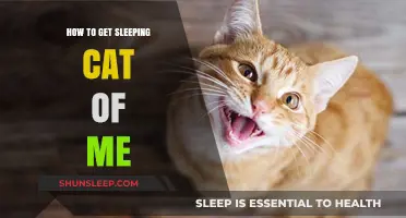 Gently Waking Your Sleeping Cat: Tips for a Peaceful Transition