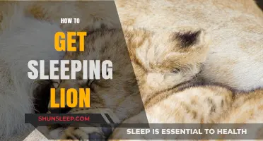 Mastering the Art of Capturing a Sleeping Lion Safely and Ethically