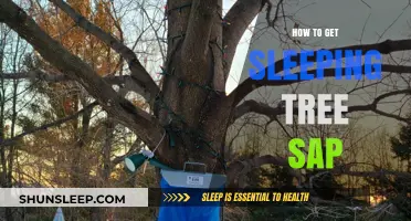 Harvesting Sleeping Tree Sap: A Step-by-Step Guide for Beginners