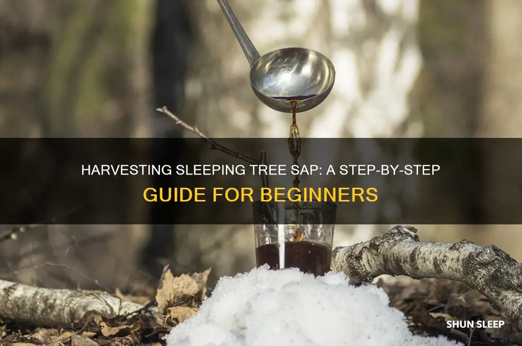 how to get sleeping tree sap