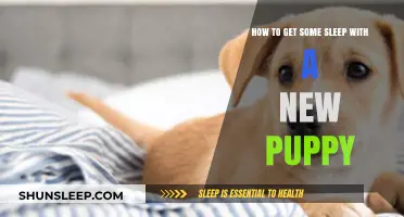 Surviving Puppy Parenthood: Tips for Better Sleep with Your New Furry Friend