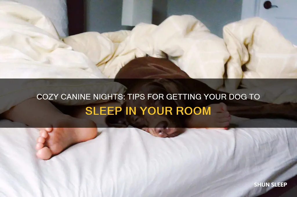 how to get the dog to sleep in my room