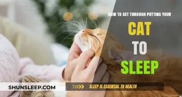 Easing the Pain: Compassionate Guidance for Saying Goodbye to Your Cat