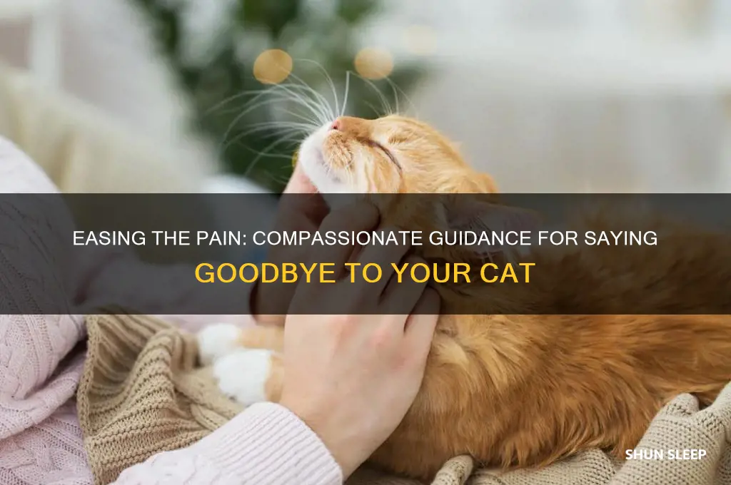 how to get through putting your cat to sleep