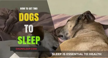 Helping Your Canine Companions: Tips for Getting Two Dogs to Sleep Peacefully