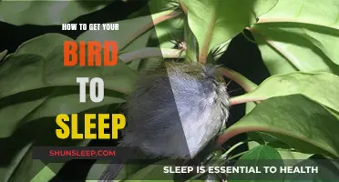 Helping Your Feathered Friend: Tips for a Peaceful Bird's Sleep