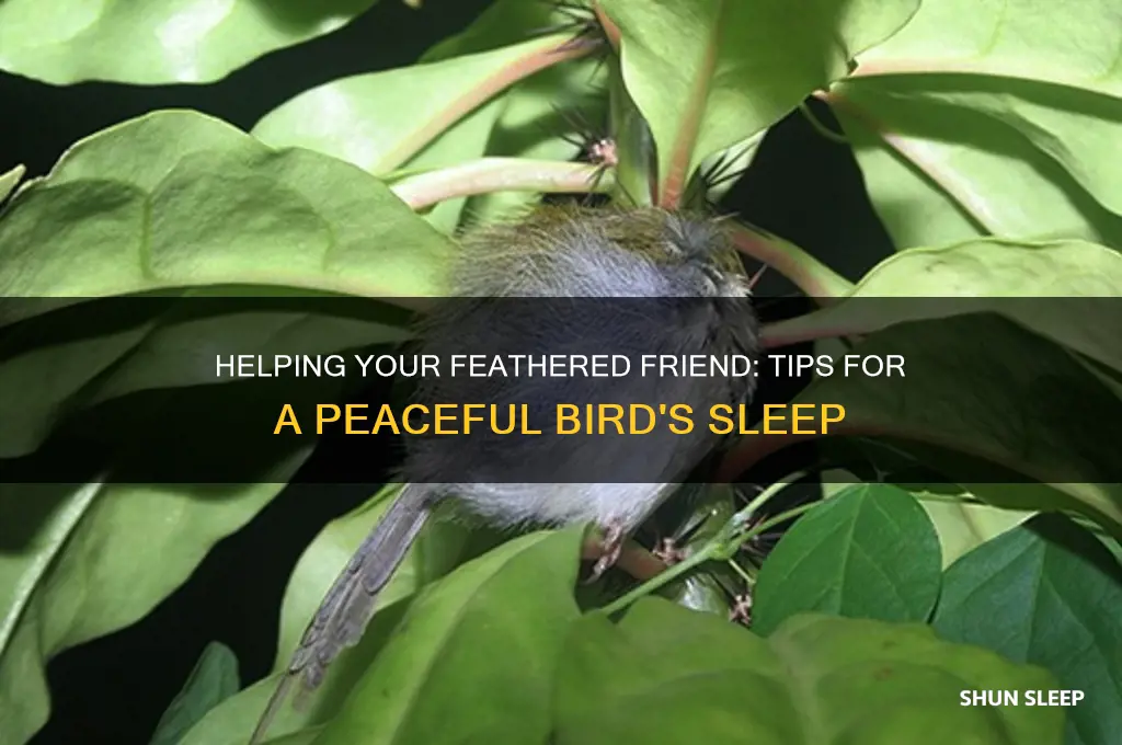 how to get your bird to sleep