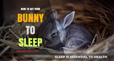 Helping Your Bunny Sleep: Tips for a Peaceful Night's Rest