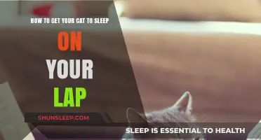 Cozy Cuddles: Tips to Entice Your Cat to Lap Nap