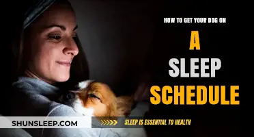 Mastering Your Dog's Sleep Schedule: Tips for a Restful Routine