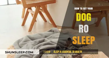 Helping Your Dog Sleep Better: Tips for a Restful Night