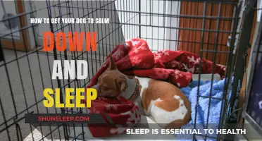 Calm Canine Nights: Tips to Help Your Dog Relax and Sleep