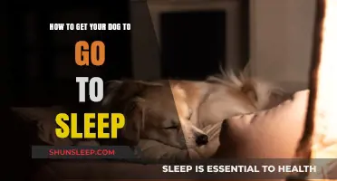 Calm Canine Nights: Tips for Helping Your Dog Sleep Peacefully