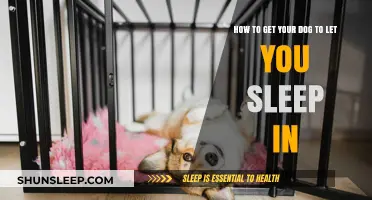 Train Your Dog to Let You Sleep In: Tips for Peaceful Mornings