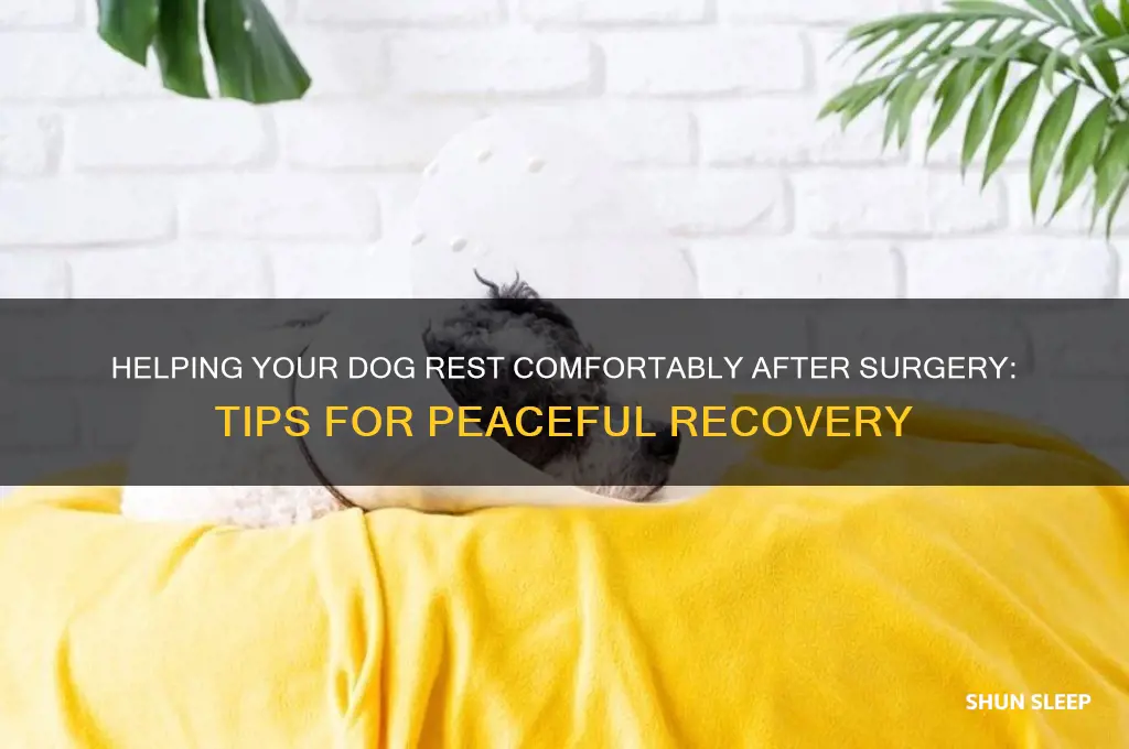 how to get your dog to sleep after surgery