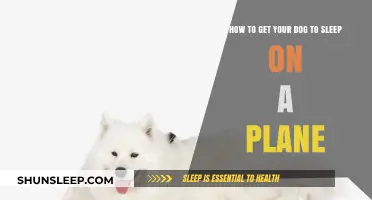 Tips for Helping Your Dog Sleep Comfortably During Plane Travel