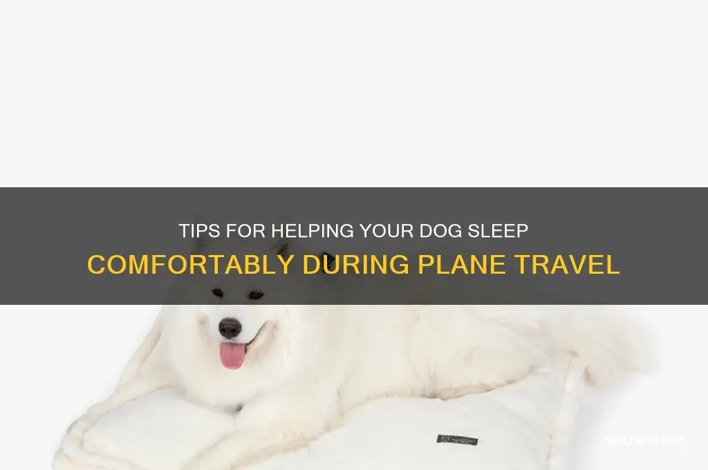 how to get your dog to sleep on a plane