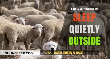 Quiet Nights: Training Your Dog to Sleep Peacefully Outdoors