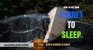 Helping Your Ferret Sleep: Tips for a Peaceful Rest