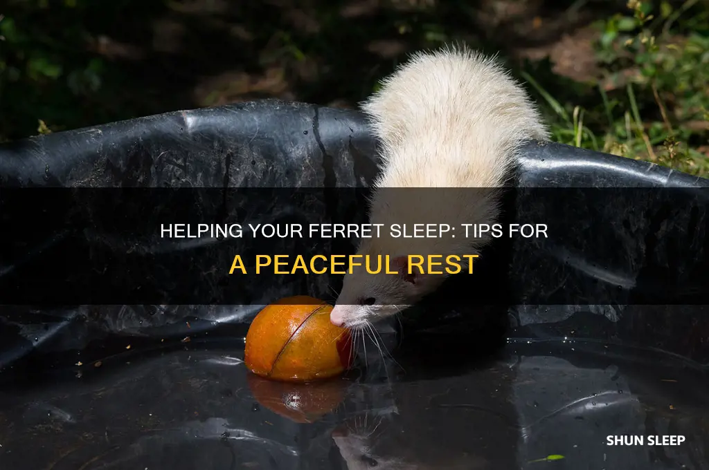 how to get your ferret to sleep