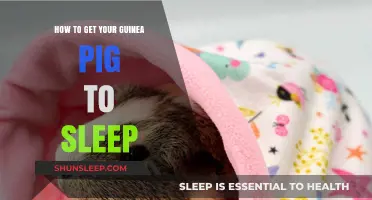 Helping Your Guinea Pig Sleep: Tips for a Restful Night