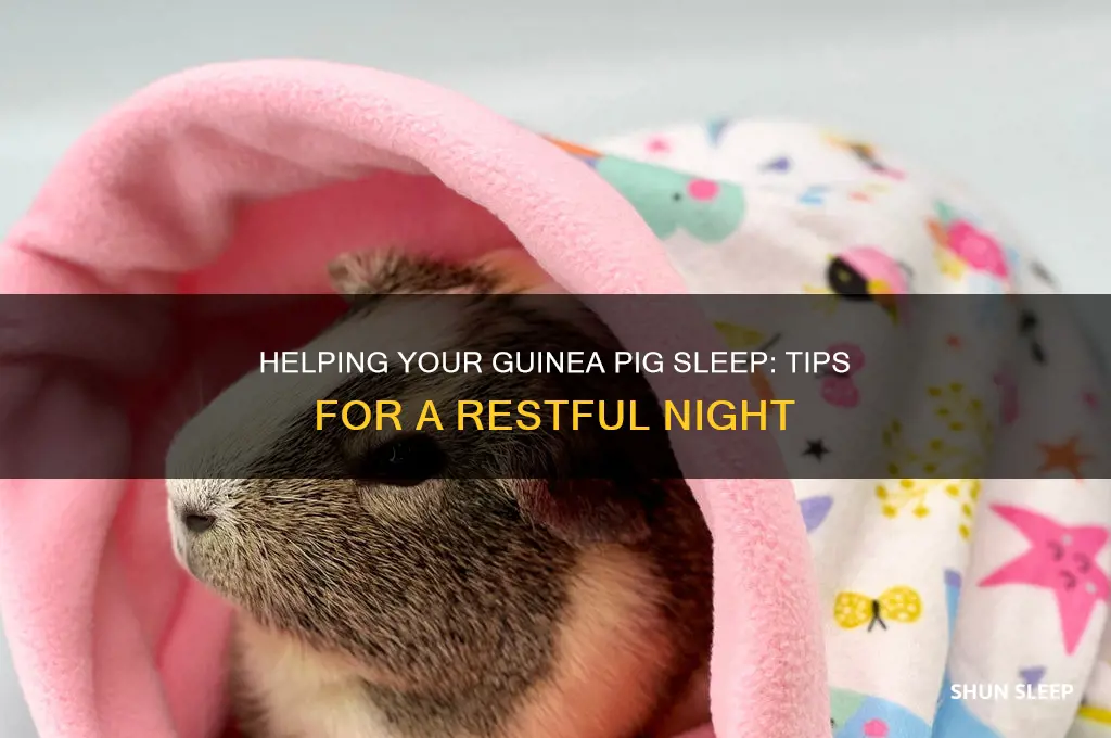 how to get your guinea pig to sleep