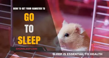 Helping Your Hamster Sleep: Tips for a Peaceful Night's Rest
