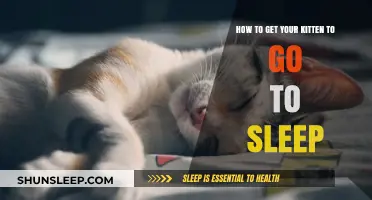 Calm Your Kitten: Simple Tips for Peaceful Nights and Restful Sleep