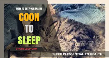 Helping Your Maine Coon Sleep: Tips for a Restful Night