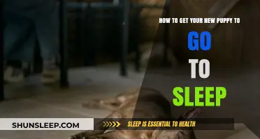Calm Nights: Gentle Tips to Help Your Puppy Sleep Peacefully