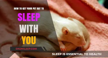 Cozy Nights: Tips for Sharing Your Bed with Your Pet Rat
