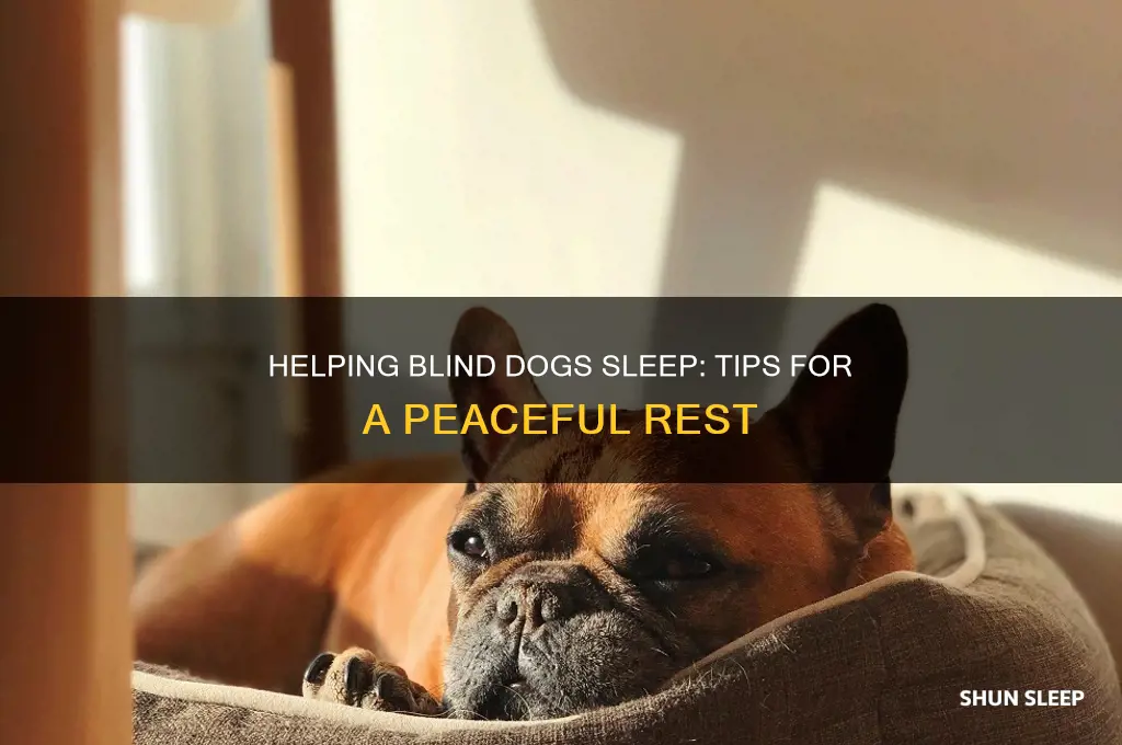 how to help a blind dog sleep