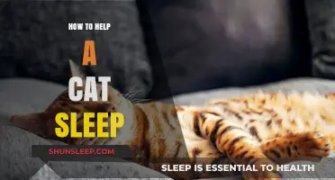 Helping Your Cat Sleep Better: Tips for a Restful Feline Night