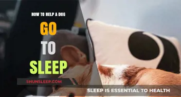 Calm Canine Nights: Gentle Tips to Help Your Dog Sleep Peacefully