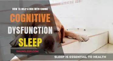 Helping Your Aging Dog Sleep Better with Canine Cognitive Dysfunction