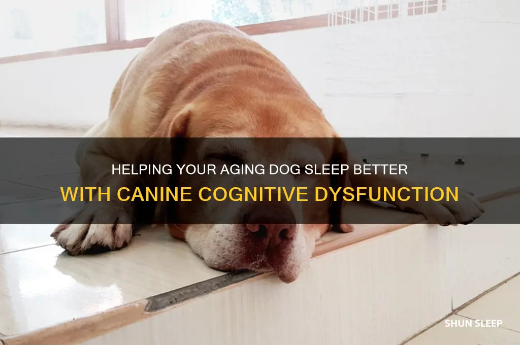 how to help a dog with canine cognitive dysfunction sleep