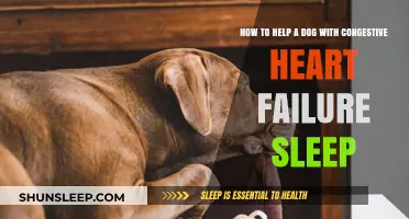 Comforting Your Canine: Tips for Better Sleep with Congestive Heart Failure