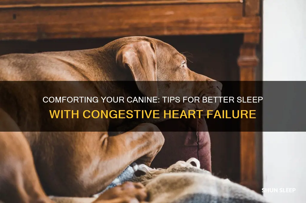 how to help a dog with congestive heart failure sleep