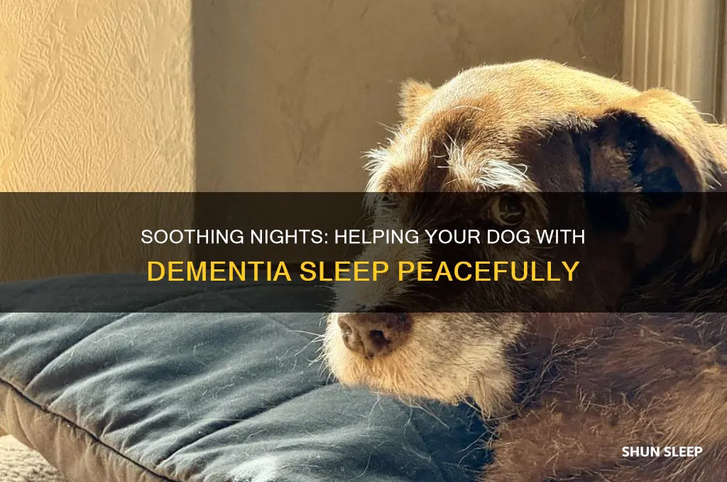 how to help a dog with dementia sleep at night