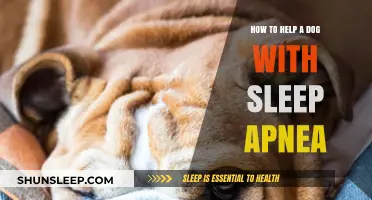 Effective Ways to Help Your Dog Manage Sleep Apnea Comfortably
