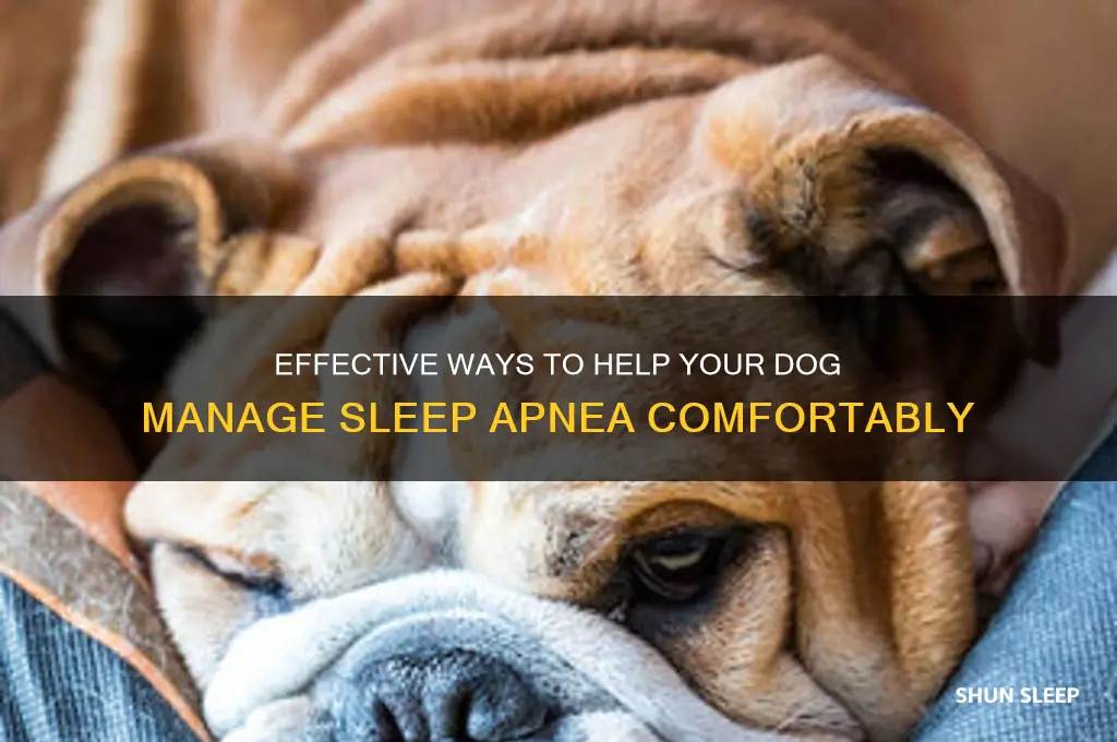how to help a dog with sleep apnea