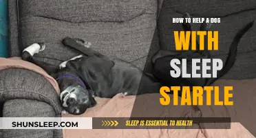 Calming Your Canine: Effective Strategies to Ease Sleep Startle in Dogs