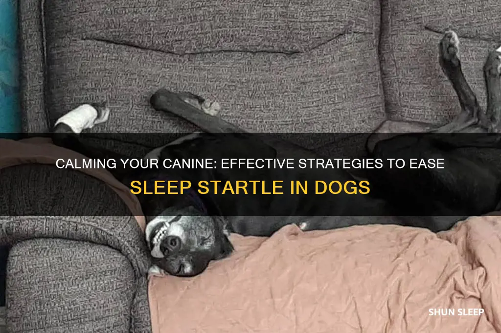 how to help a dog with sleep startle